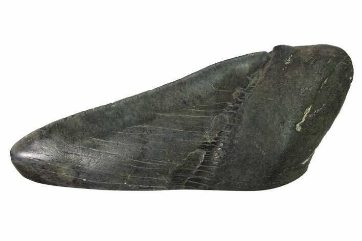 Partial, Fossil Megalodon Tooth Paper Weight #144430